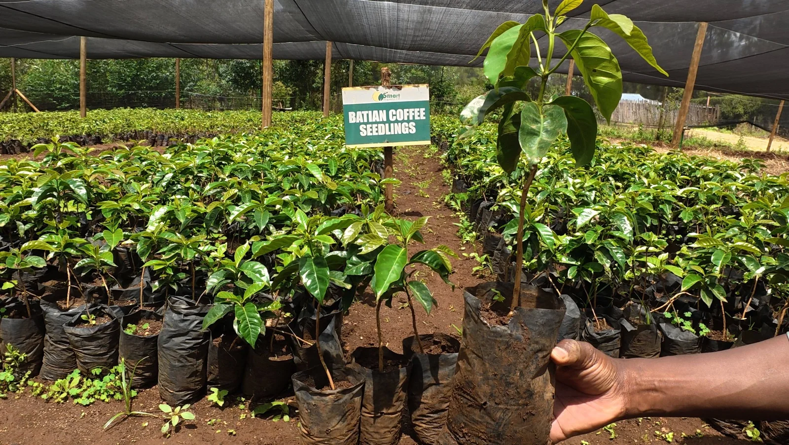 Batian Coffee Seedlings Ready for Planting