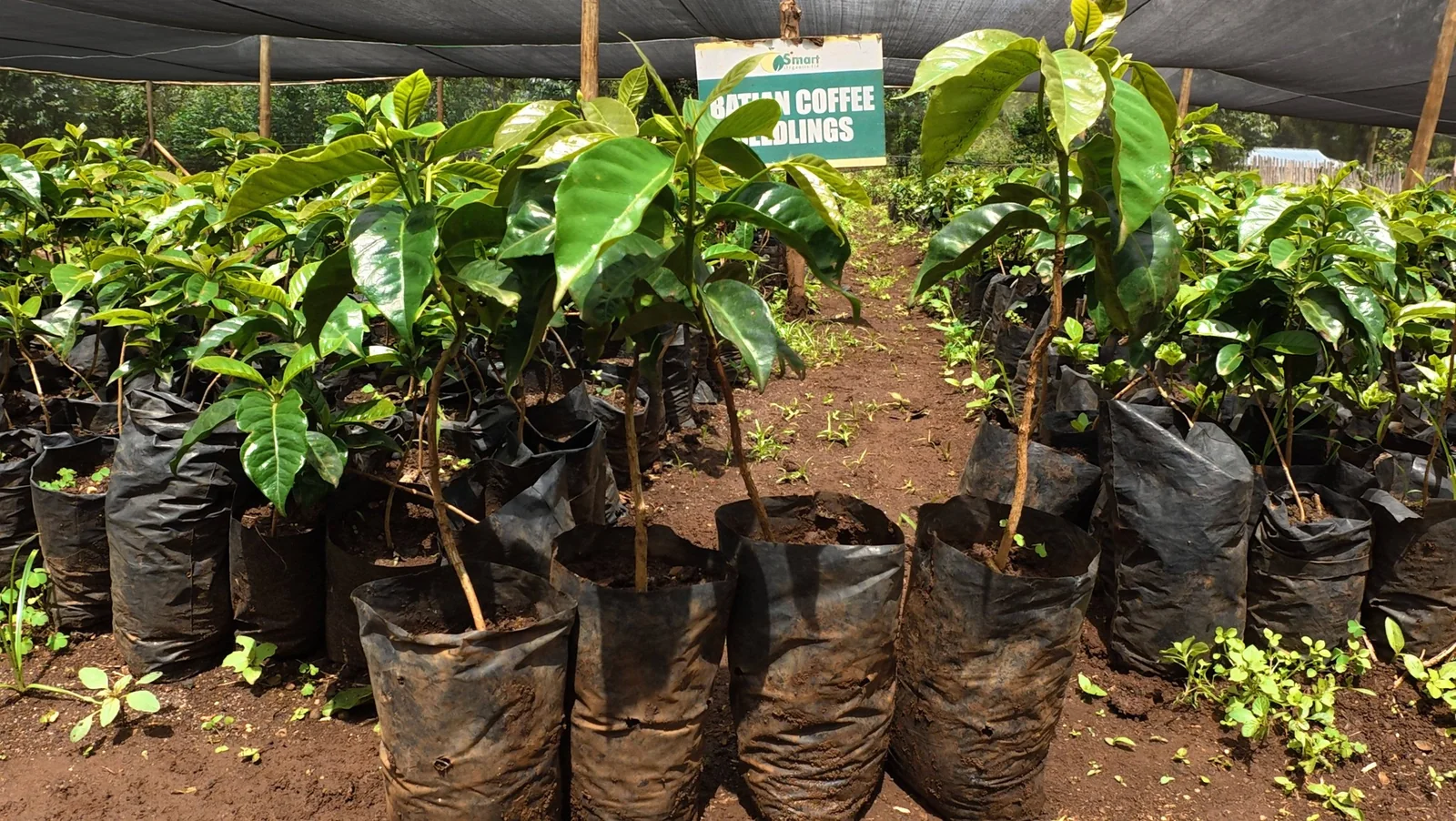 Batian Coffee Seedlings Under Shade Net