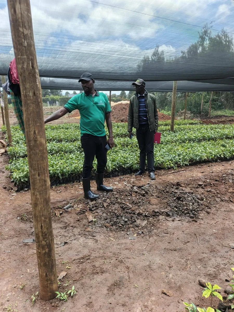 Coffee Nursery Manager Showing Seedlings