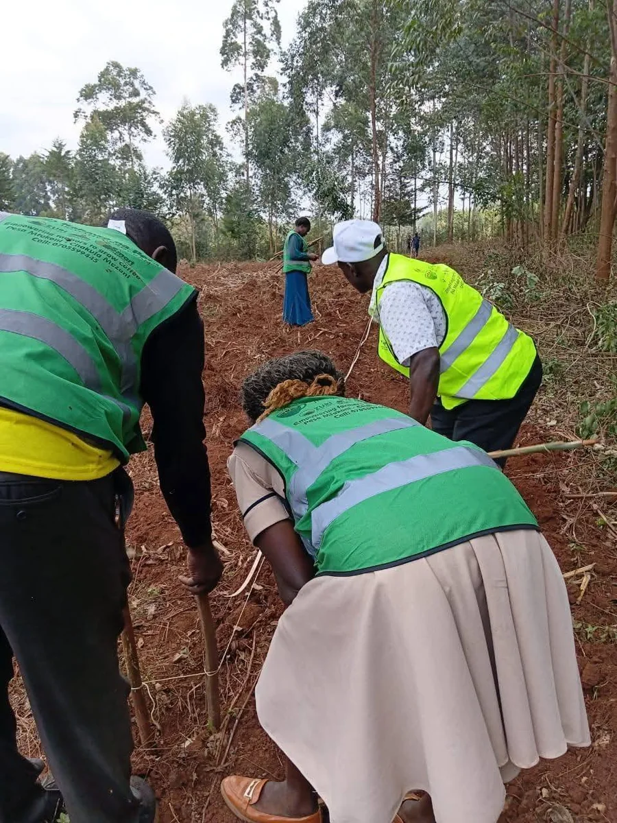 Groundwork for Growth: Marking Coffee Planting Holes