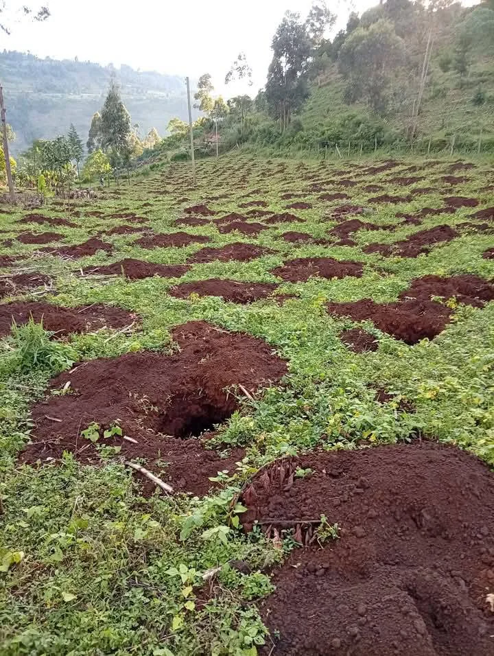 Prepared Coffee Planting Holes on Hillside