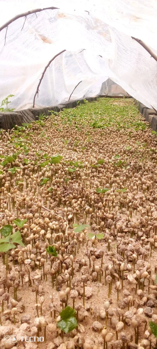 Early Stage Coffee Seed Germination