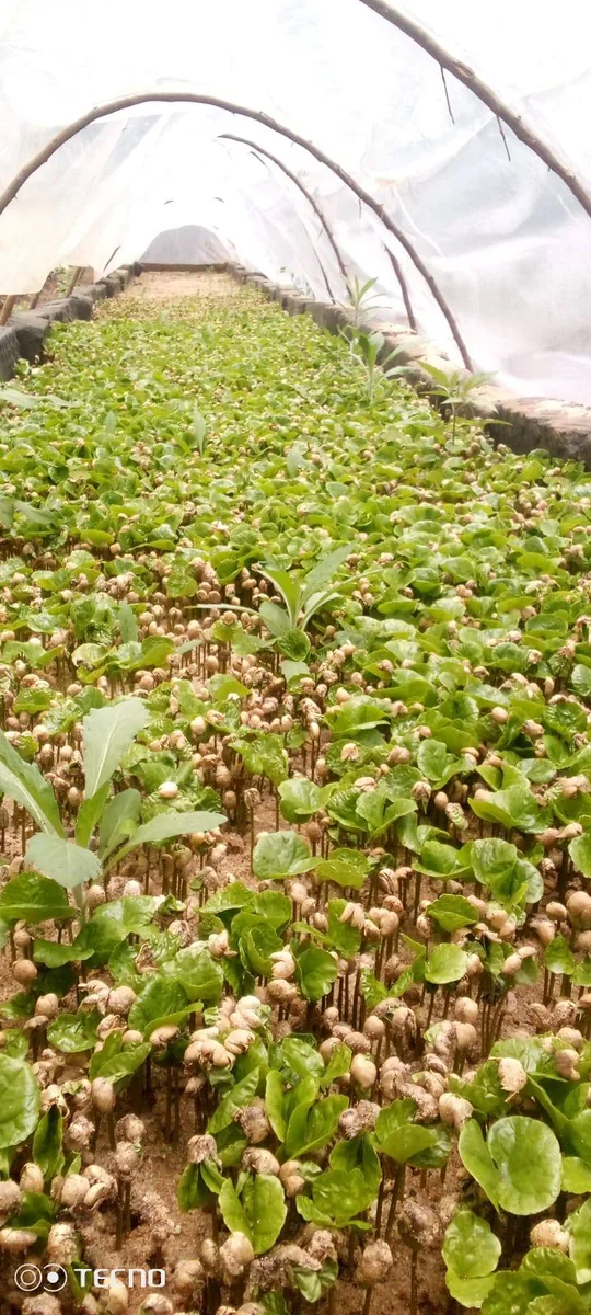 Coffee Seed Germination in Propagator Tunnel