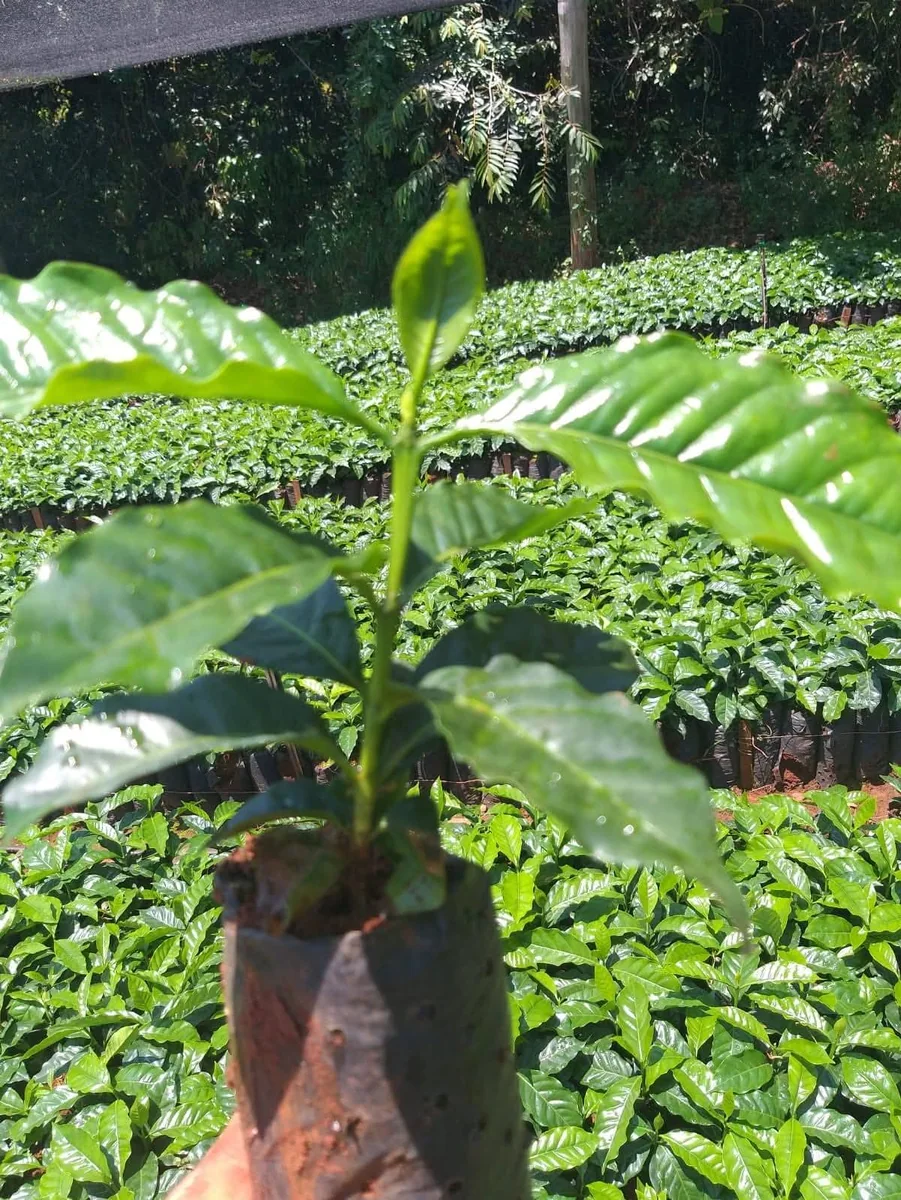 Coffee Seedling Close-Up in Nursery