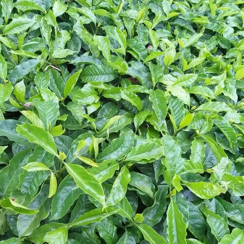 Coffee Seedling Canopy View