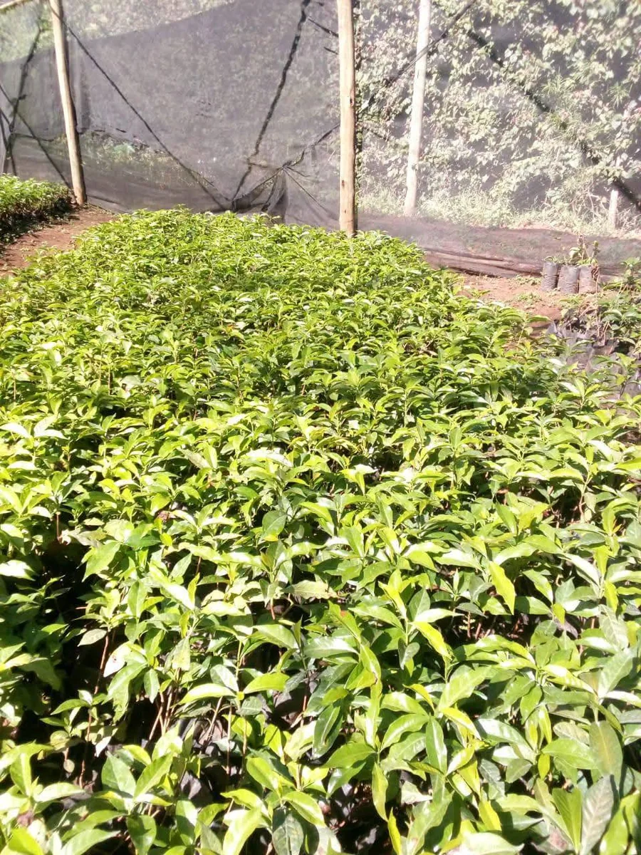 Dense Coffee Seedling Nursery Under Shade