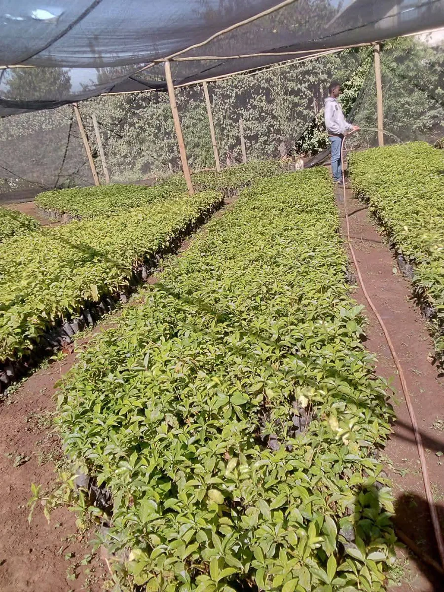 Coffee Nursery Watering System