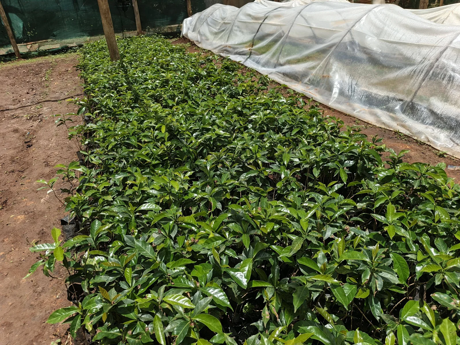 Coffee Seedlings Beside Germination Tunnel