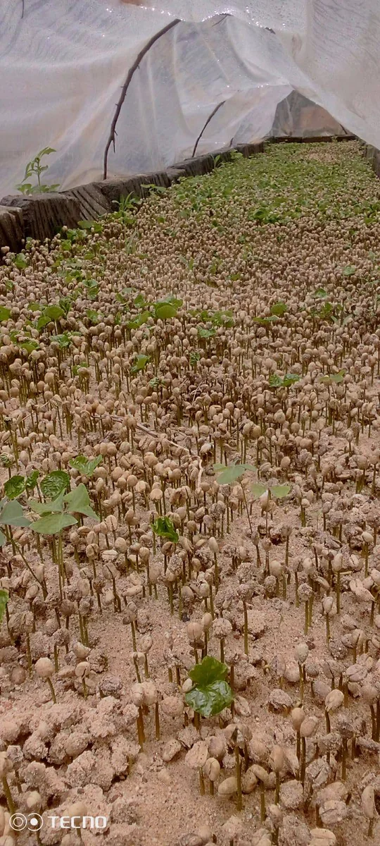 Coffee Seeds Sprouting in Germination Tunnel
