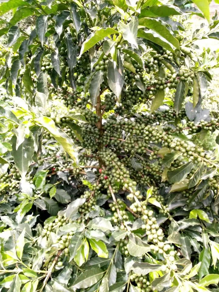 Green Coffee Cherries Developing on Branch