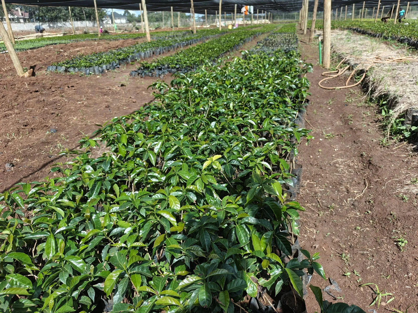 Large-Scale Coffee Seedling Nursery