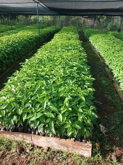 Mature Coffee Seedlings in Shade Nursery