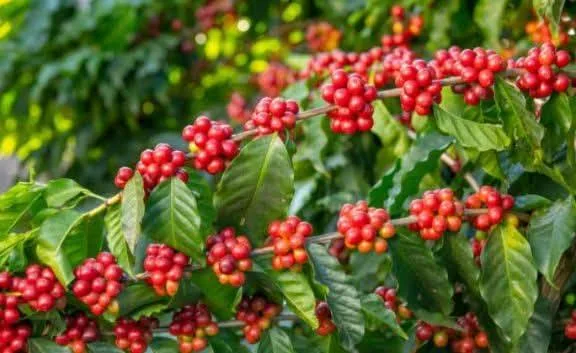 Ripe Coffee Cherries on the Branch