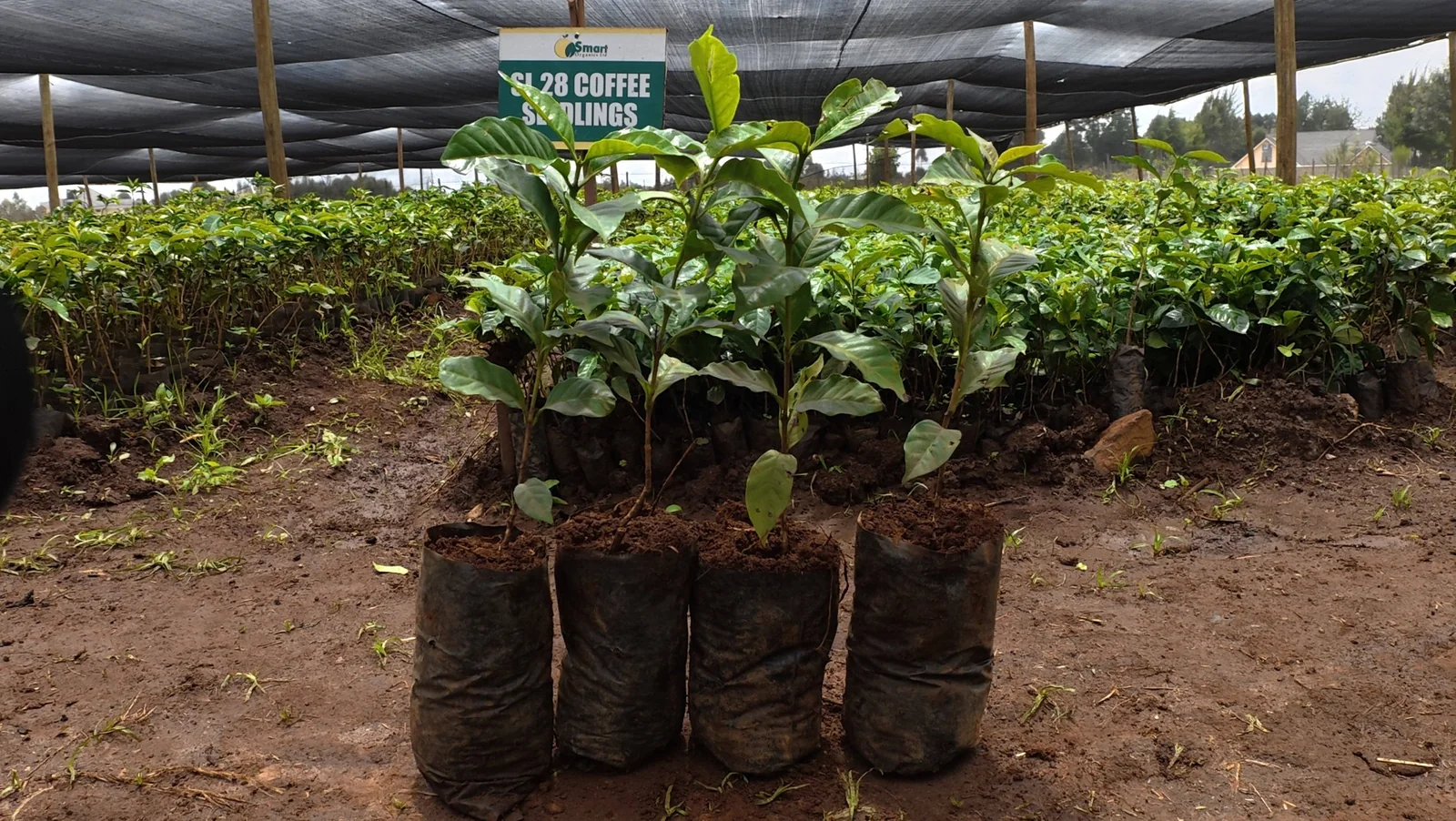 SL 28 Coffee Seedlings in Nursery