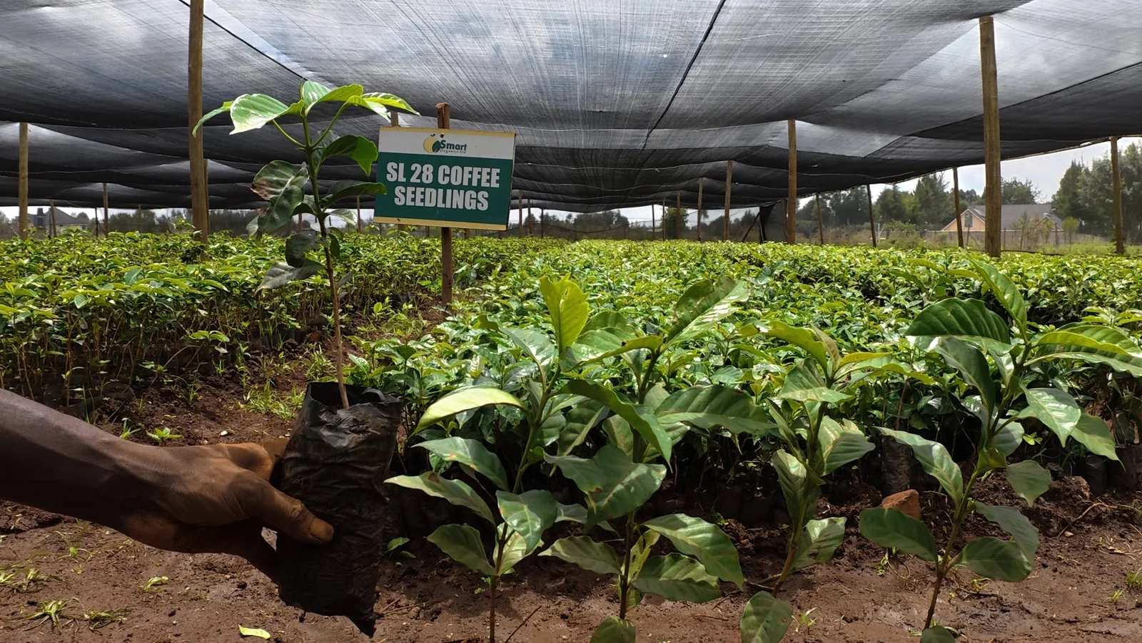 SL 28 Coffee Seedling Nursery Overview