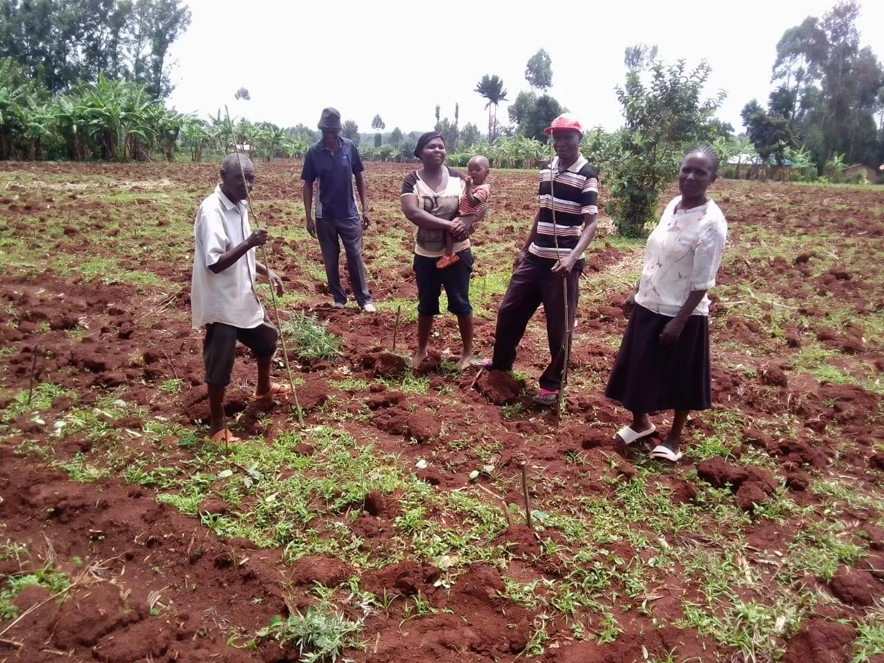 Farming Family on Newly Planted Coffee Field