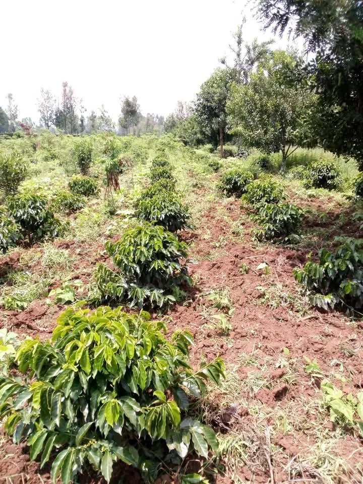 Young Coffee Trees on Smallholder Farm